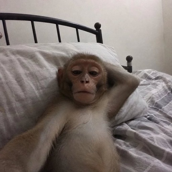 A monkey lying in bed with his arm behind his head, looking at the camera